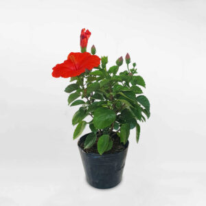 cay hoa dam but thai 1