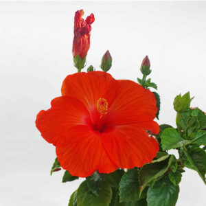 cay hoa dam but thai 2