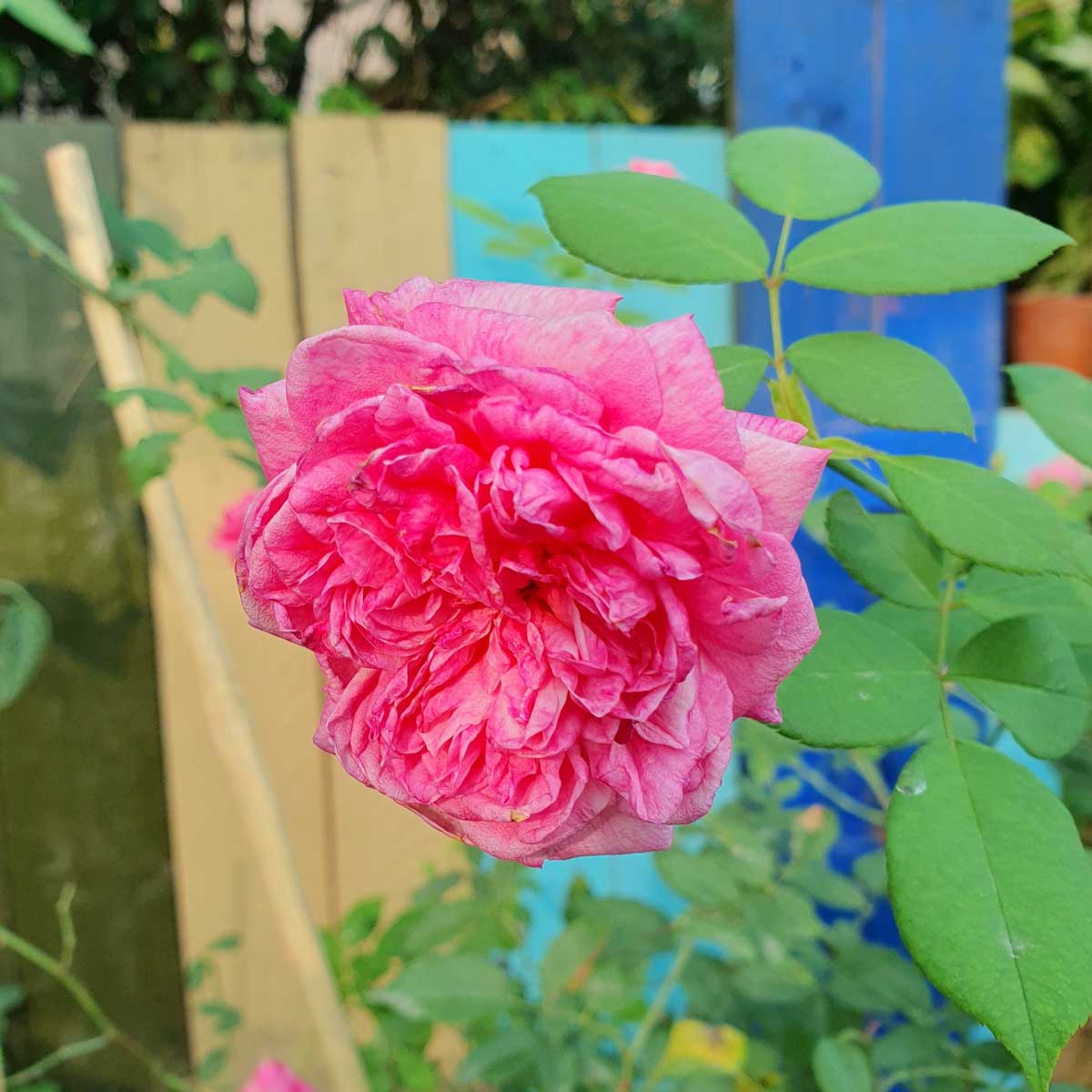 cay hoa hong co sapa dang treerose 2