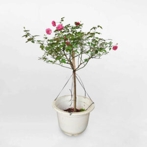 cay hoa hong co sapa dang treerose