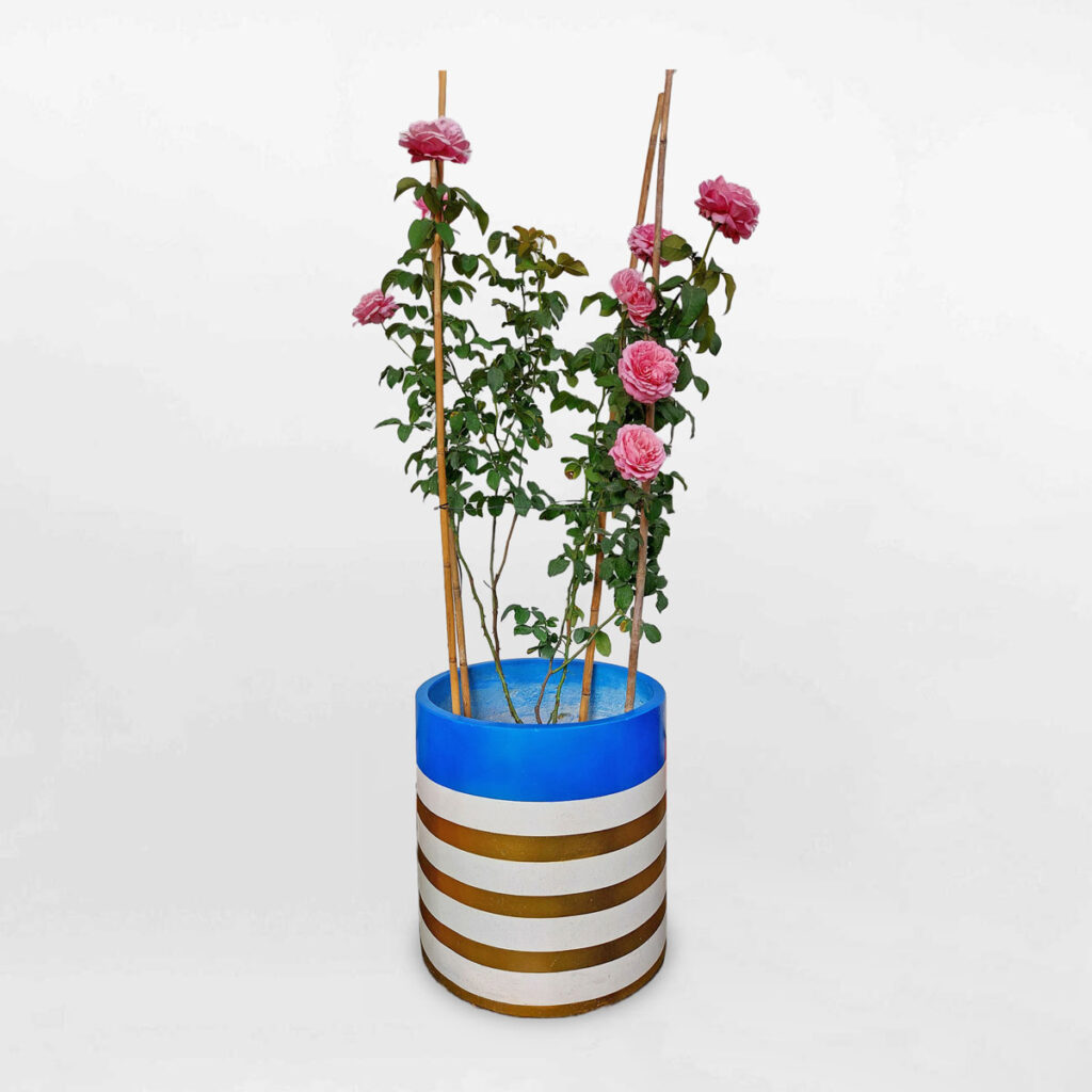 cay hoa hong leo chau da mai