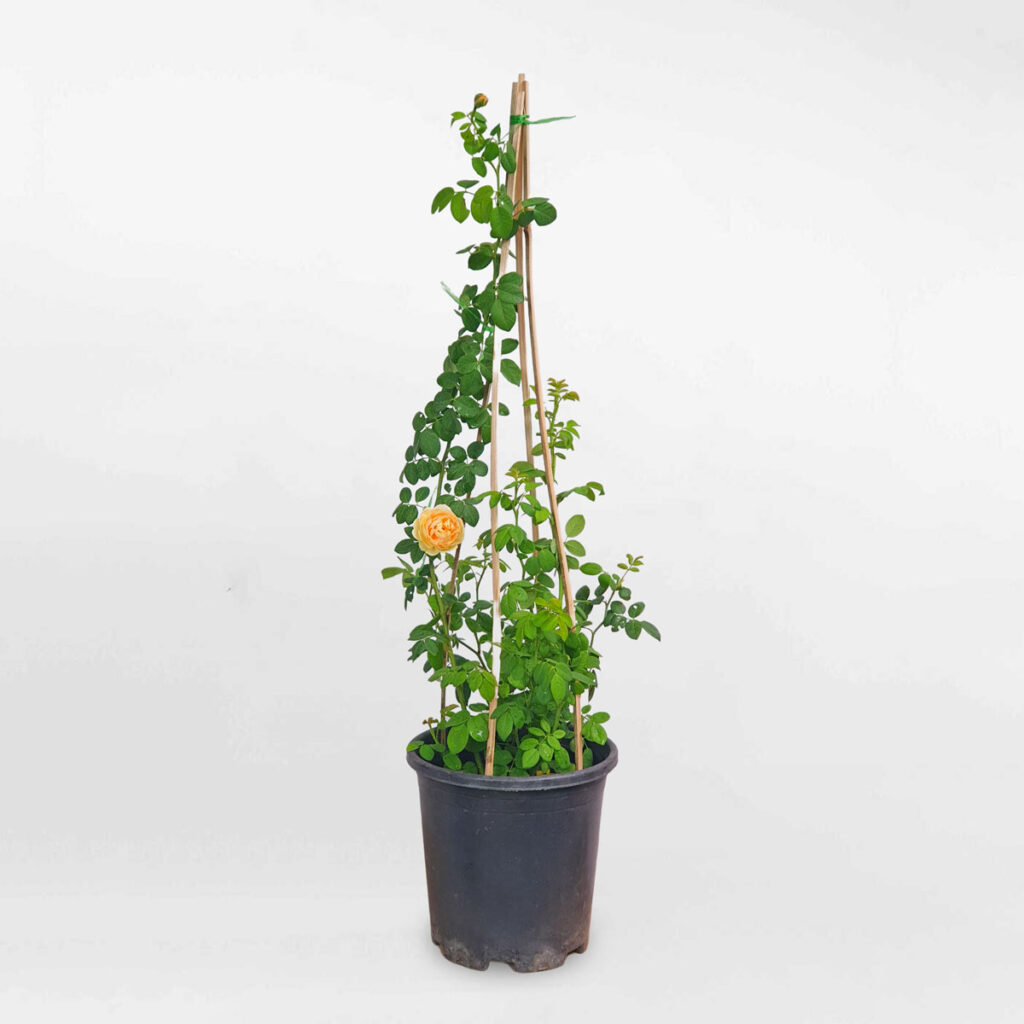 cay hoa hong leo golden celebration david austin 1