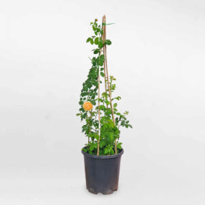 cay hoa hong leo golden celebration david austin 1