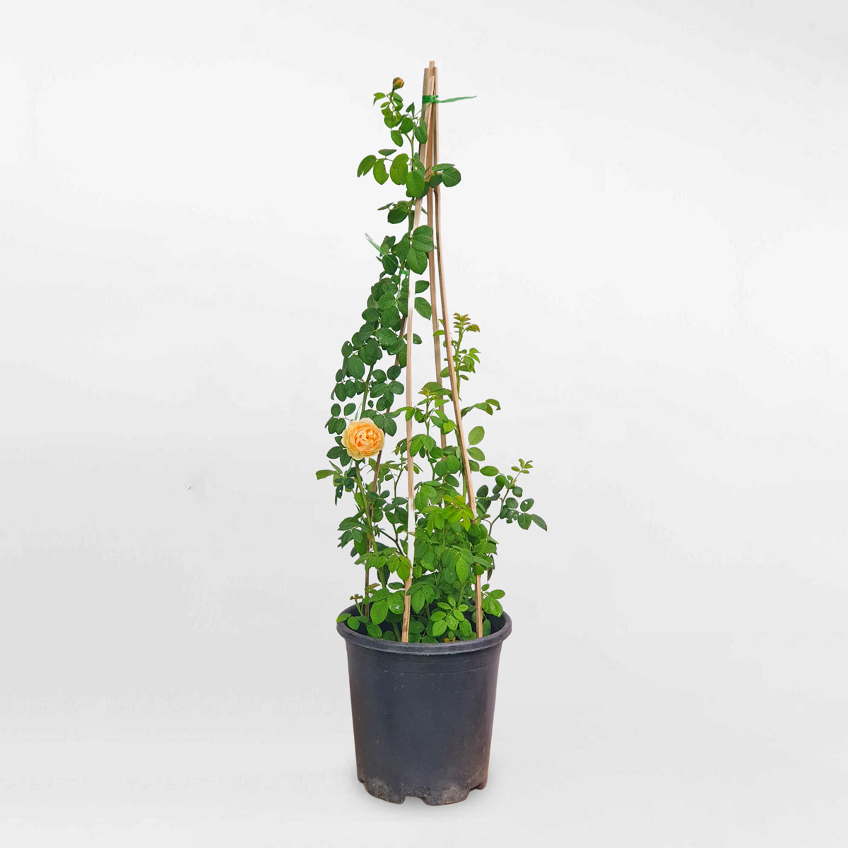 cay hoa hong leo golden celebration david austin 1