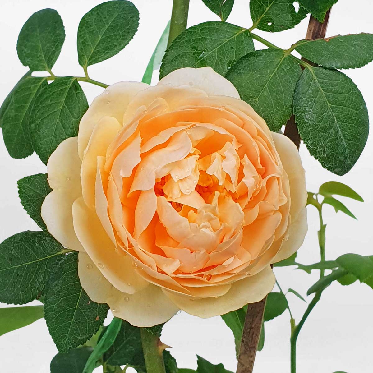 cay hoa hong leo golden celebration david austin 2