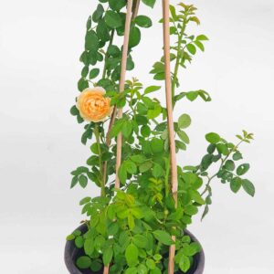 cay hoa hong leo golden celebration david austin 3