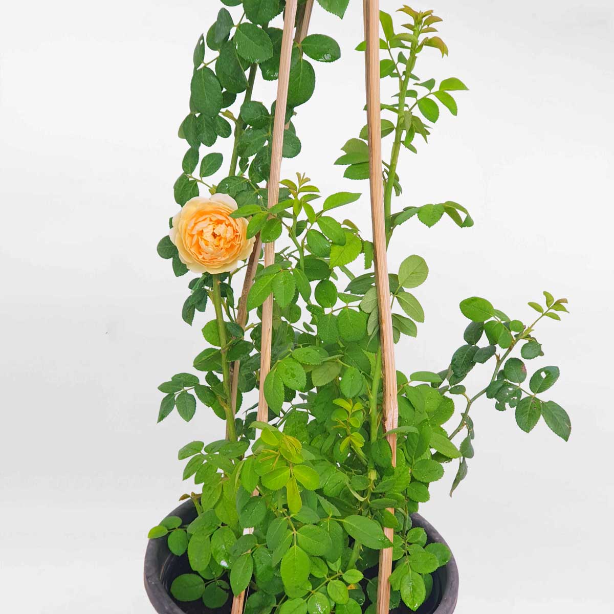 cay hoa hong leo golden celebration david austin 3