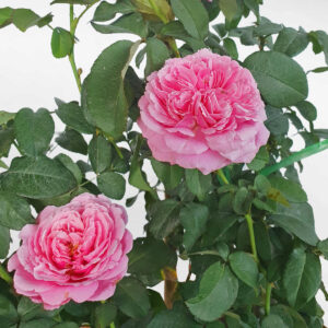 cay hoa hong leo souer emmanuelle 2