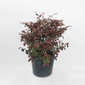 cay hoa hong phung chau uom 1