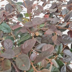 cay hoa hong phung chau uom 2