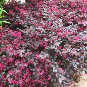 cay hoa hong phung trong bui