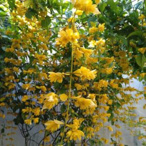 cay hoa lan hoang duong