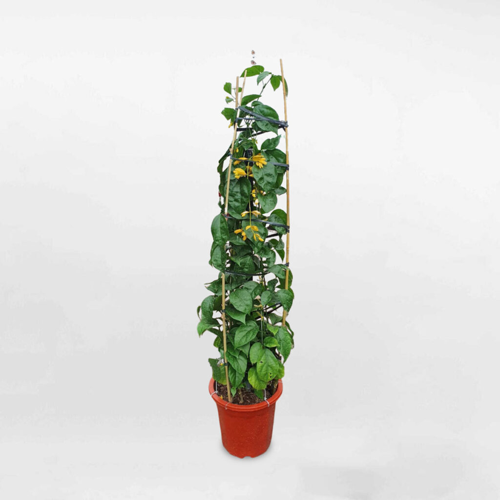 cay hoa lan hoang duong chau uom