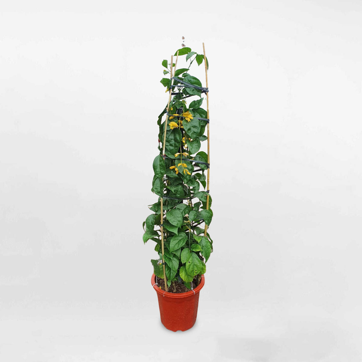 cay hoa lan hoang duong chau uom