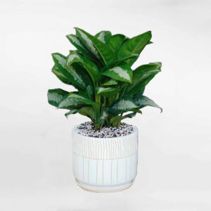 cay hoang hau chau men su de ban