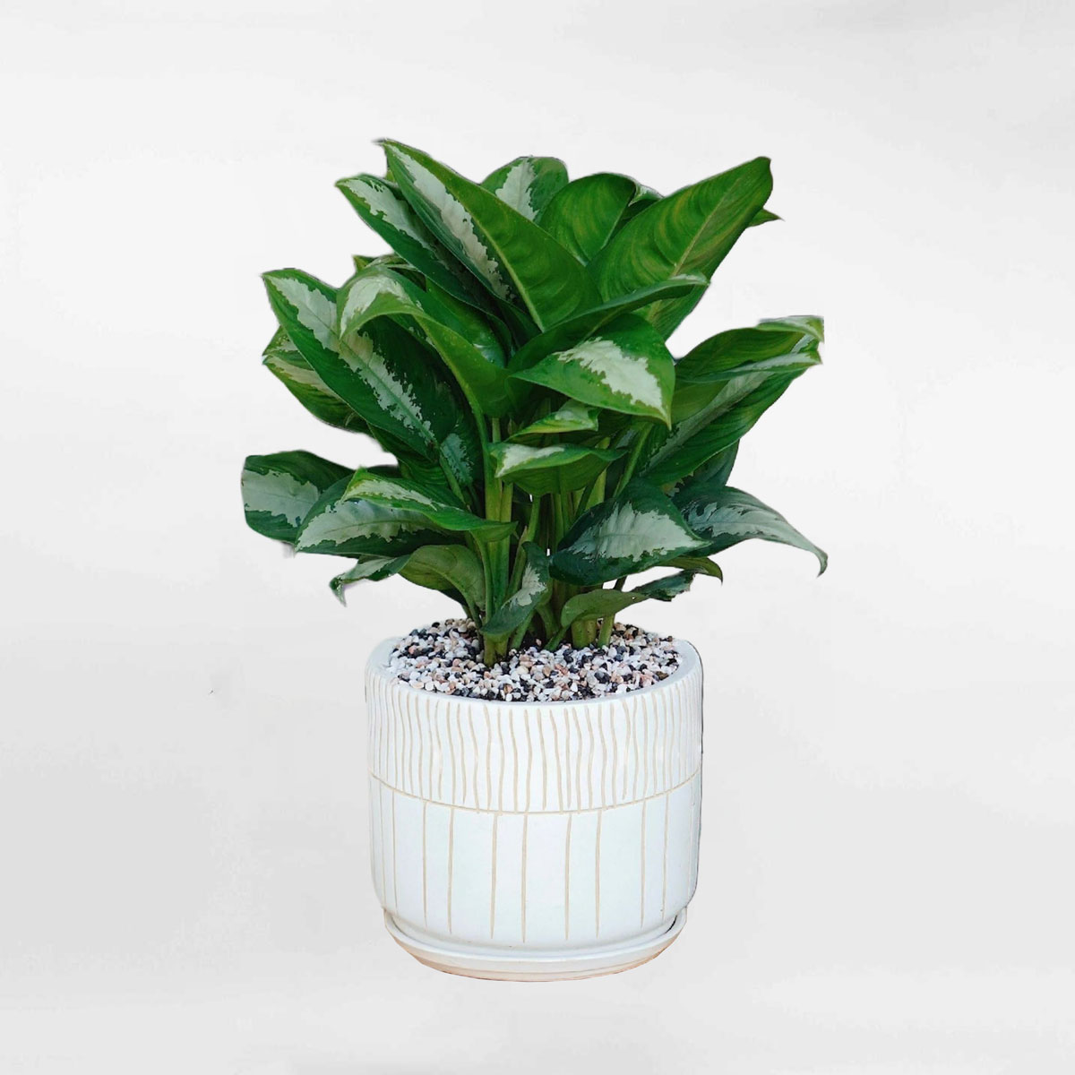 cay hoang hau chau men su de ban