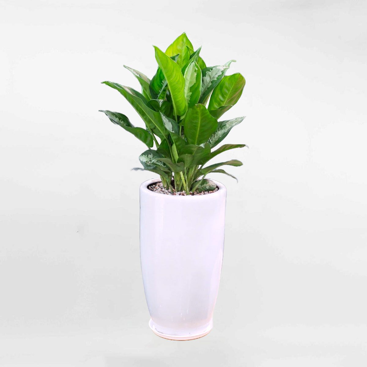 cay hoang hau chau men su trang cao