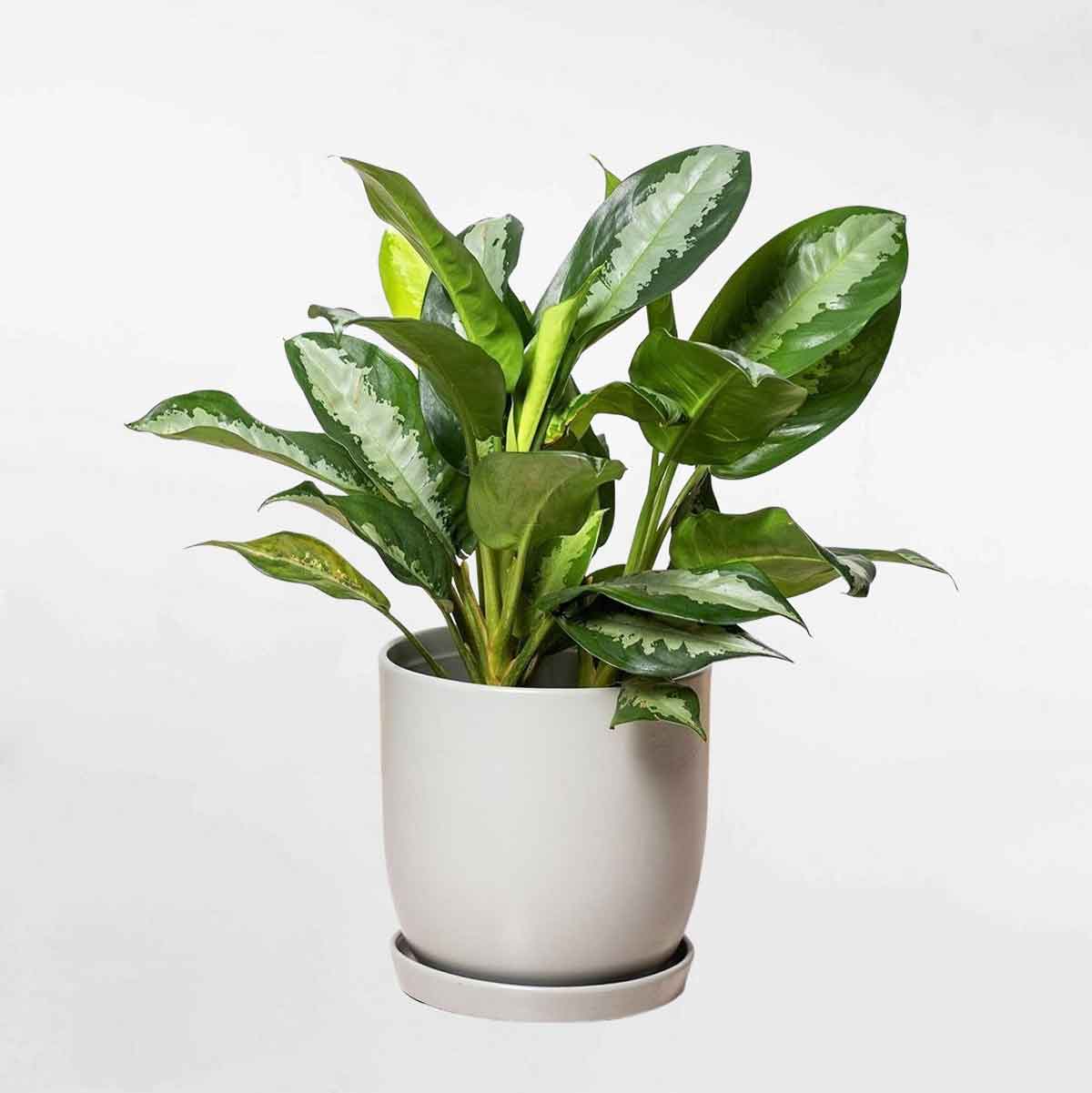 cay hoang hau chau su trang de ban mowgarden