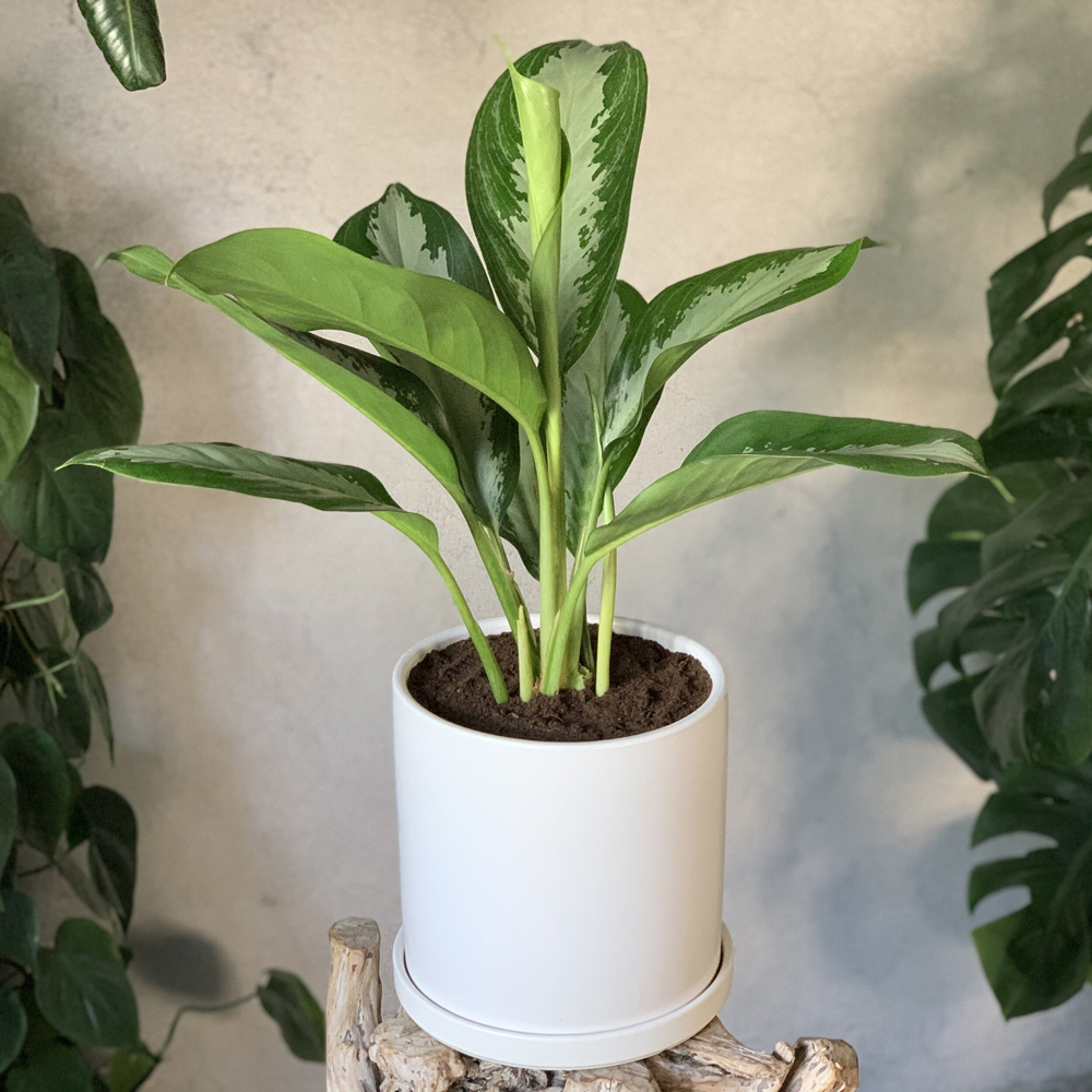 cay hoang hau mowgarden 01