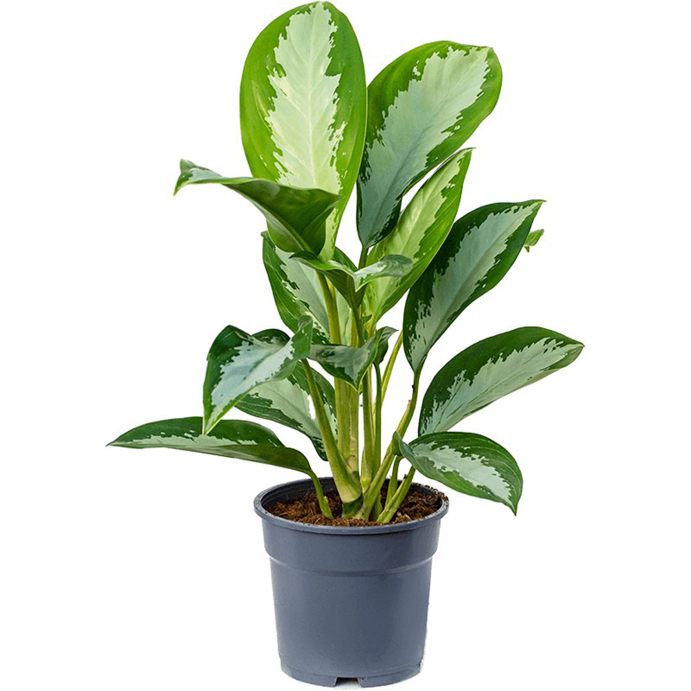 cay hoang hau mowgarden 02