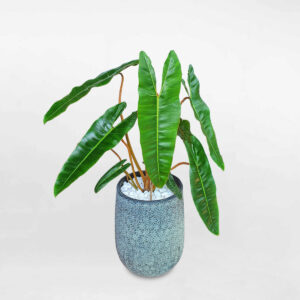 cay hong hac chan cam 1