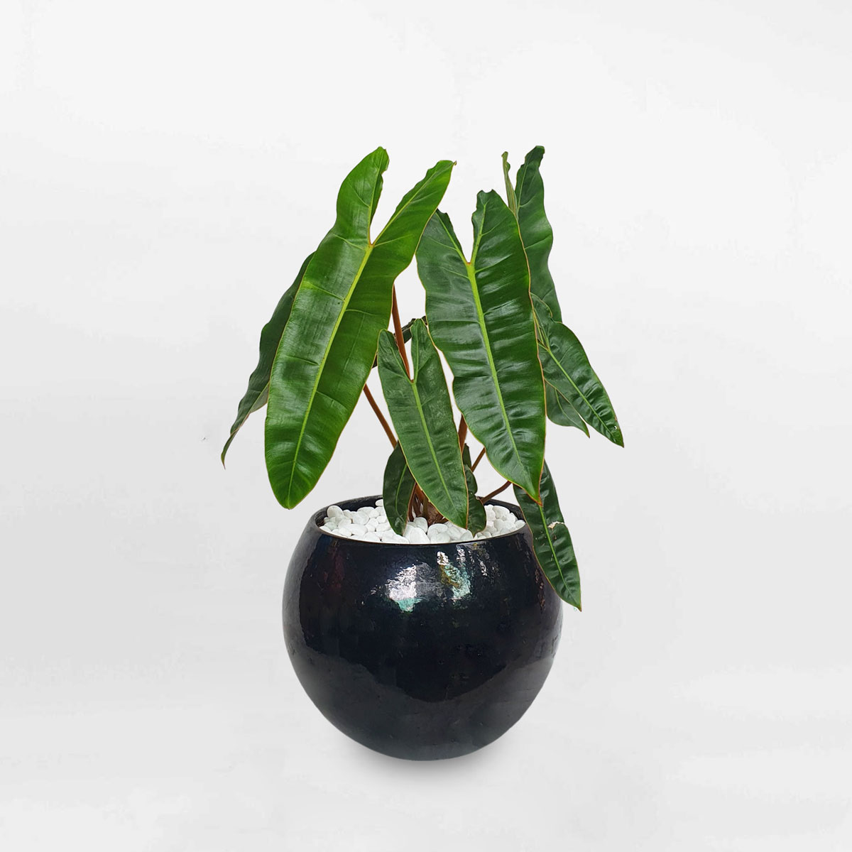 cay hong hac chan cam chau trai banh 1