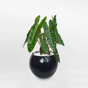 cay hong hac chan cam chau trai banh 1