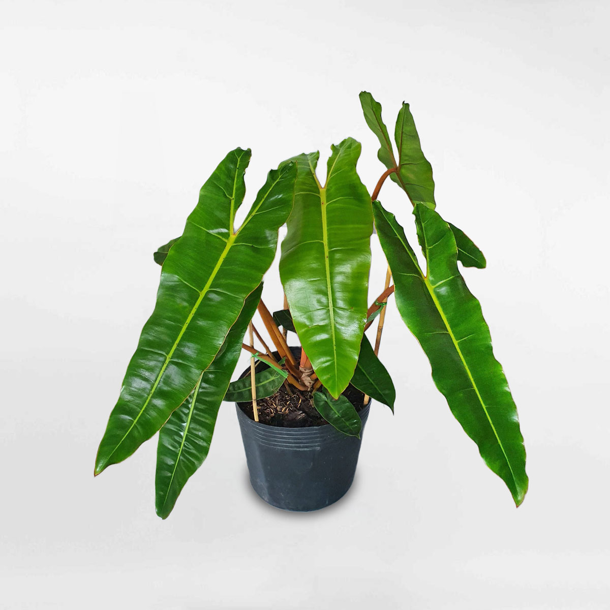 cay hong hac mini Philodendron Billietiae chau uom 1