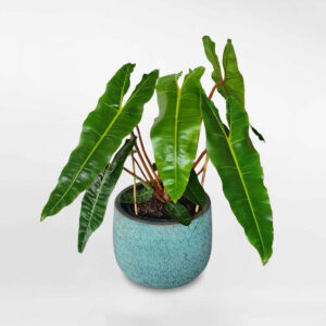 cay hong hac mini Philodendron Billietiae chau uom 2 1