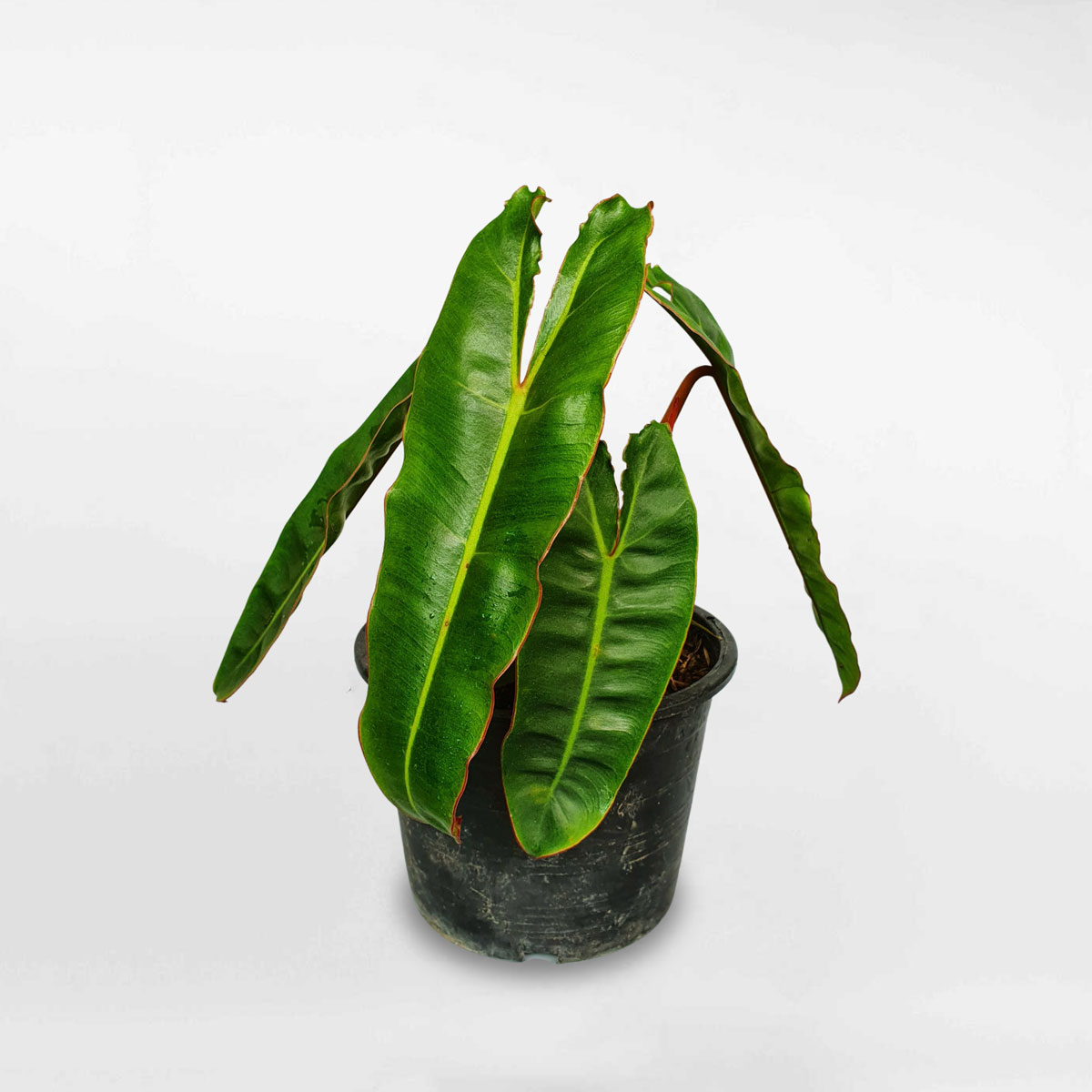 cay hong hac mini Philodendron Billietiae chau uom