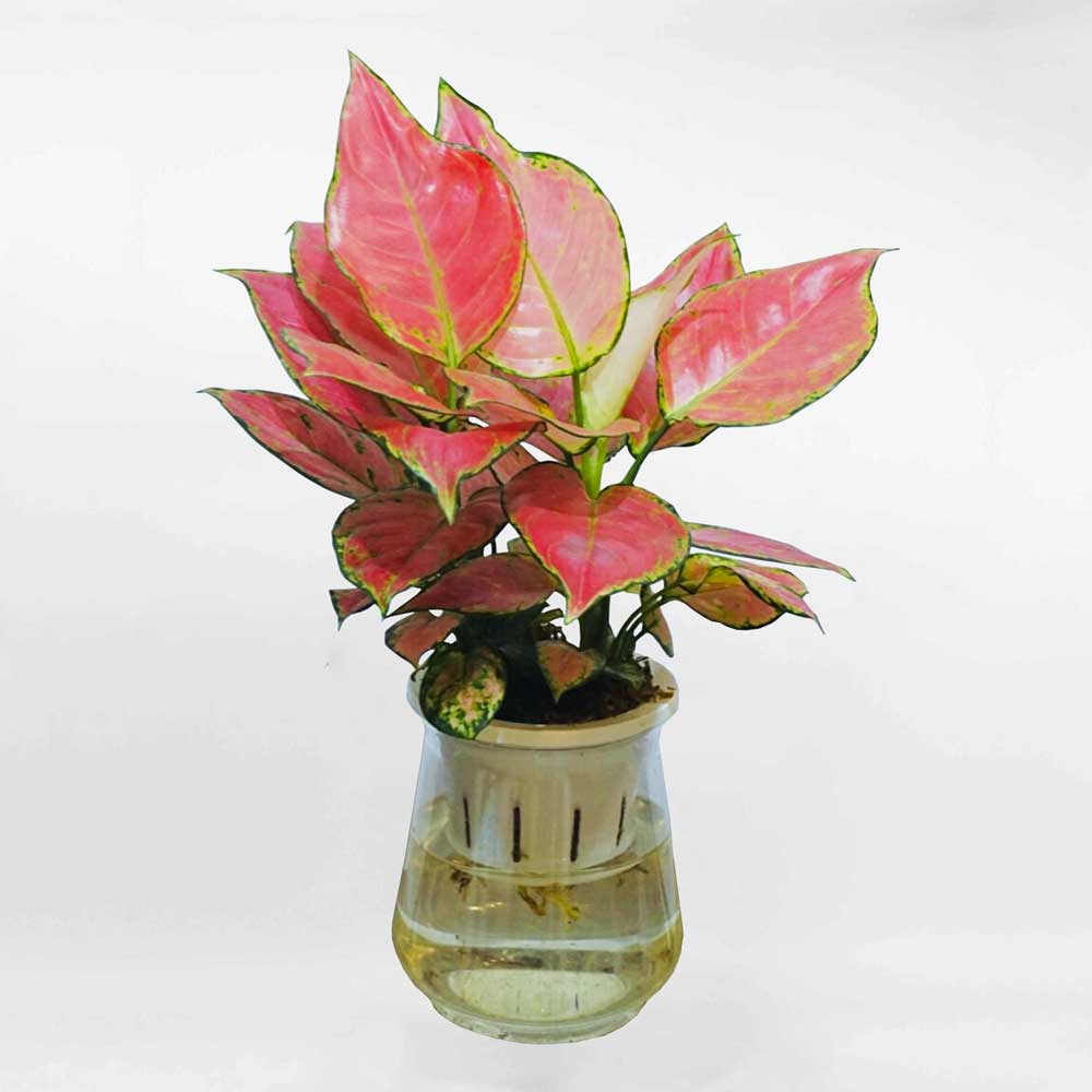 cay hong loc thuy sinh 1