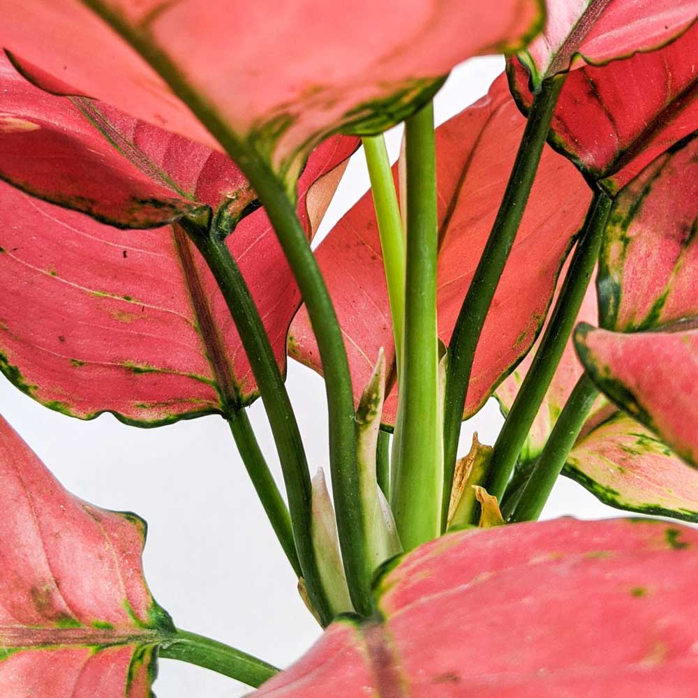 cay hong loc thuy sinh 2