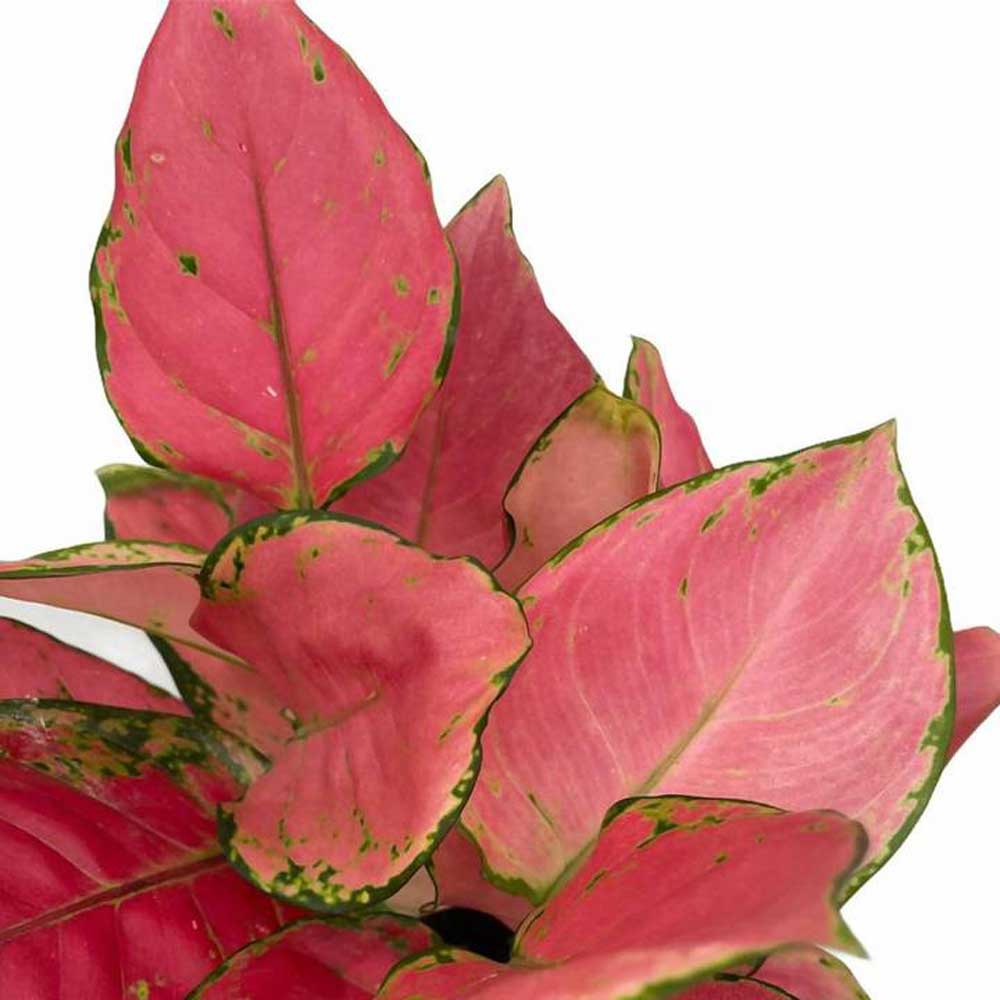 cay hong loc thuy sinh 3