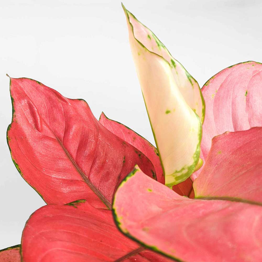 cay hong loc thuy sinh 4