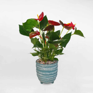 cay hong mon chau dat nung 1