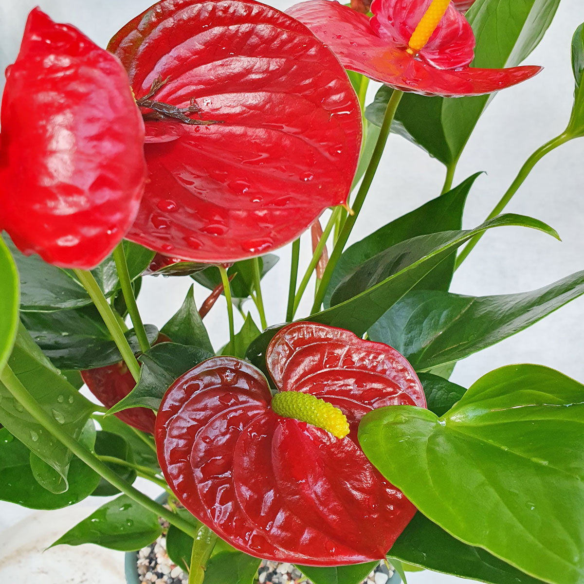 cay hong mon chau dat nung 2