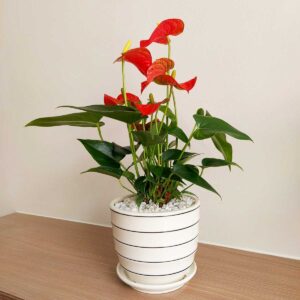 cay hong mon de ban 2