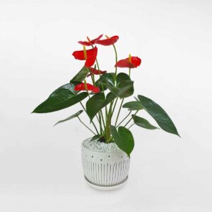 cay hong mon de ban chau su 1