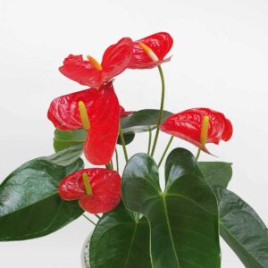 cay hong mon de ban chau su 2