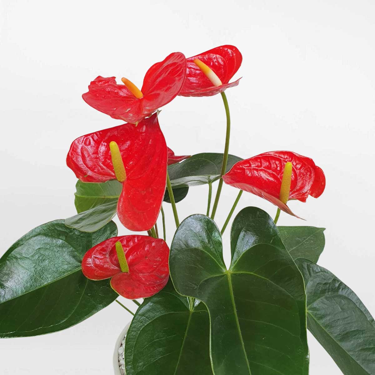 cay hong mon de ban chau su 2