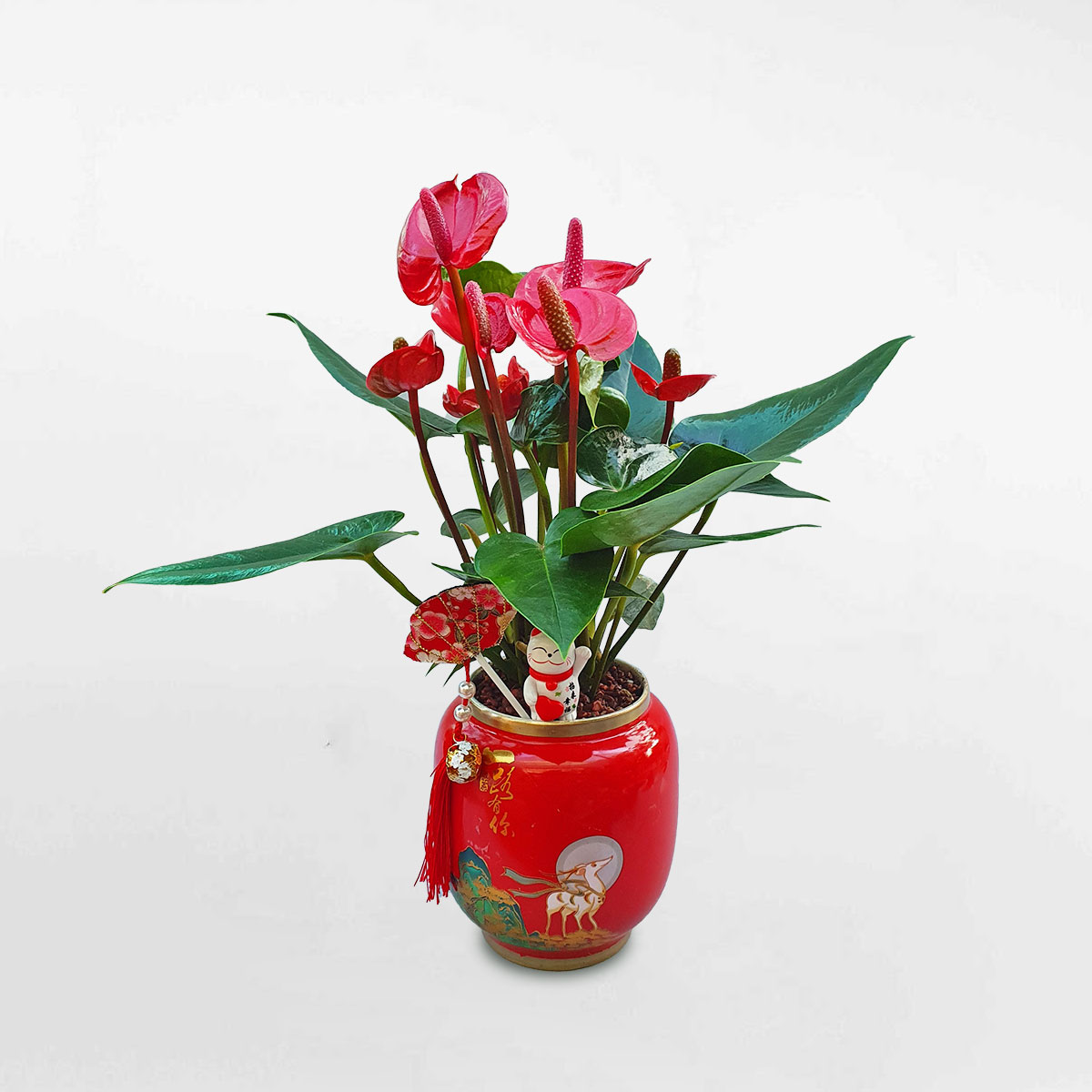 cay hong mon de ban trang tri 1