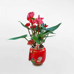 cay hong mon de ban trang tri 1