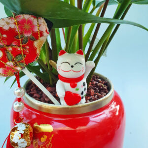 cay hong mon de ban trang tri 2