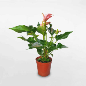 cây hồng môn hồng