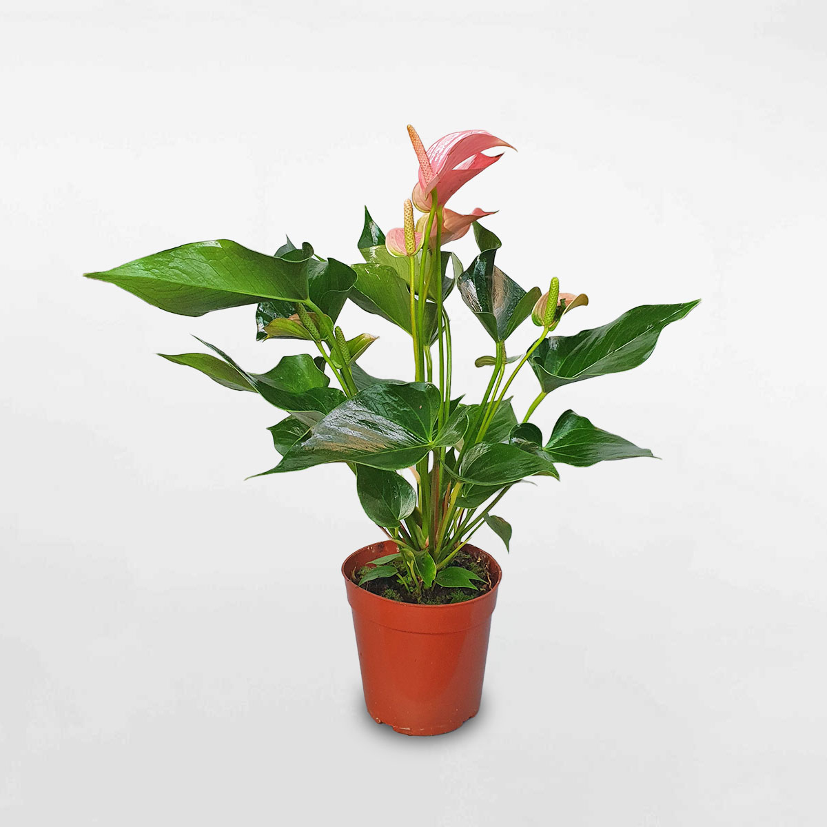 cây hồng môn hồng