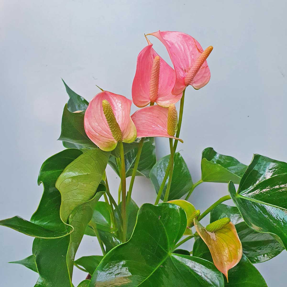 cay hong mon hong chau uom 2