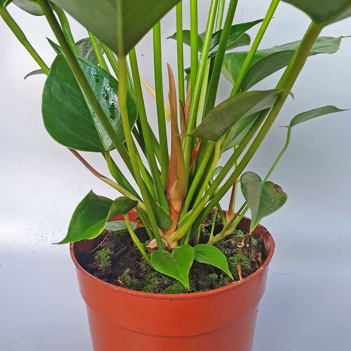 cay hong mon hong chau uom 3