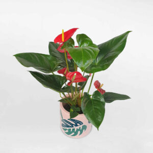 cay hong mon lon chau gom su 1