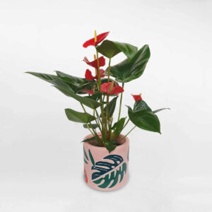 cay hong mon lon chau gom su