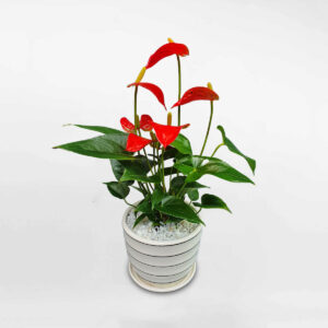 cay hong mon mini de ban chau su